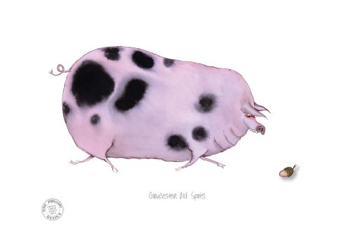 Pig and Cow prints